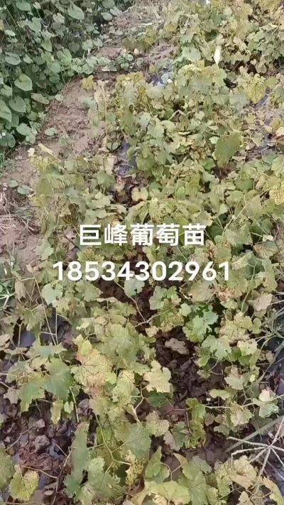 出售早熟巨峰葡萄苗。药用连翘苗，科研五号优质种苗，2/5年苗，药用连翘树，挂果树，全国包邮到家！财富密码18534302961