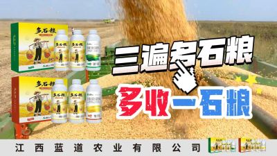 冬季种植，油菜，小麦，草莓等作物的，出现了除草剂药害，黄叶，僵苗，苗不长等问题，马上用多石粮，确保5天见到效果。