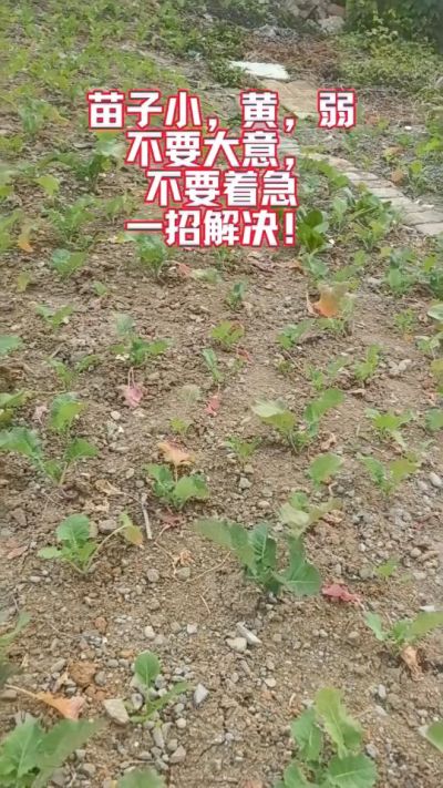 油菜苗子弱苗子小，就用多石粮，5天见效果。