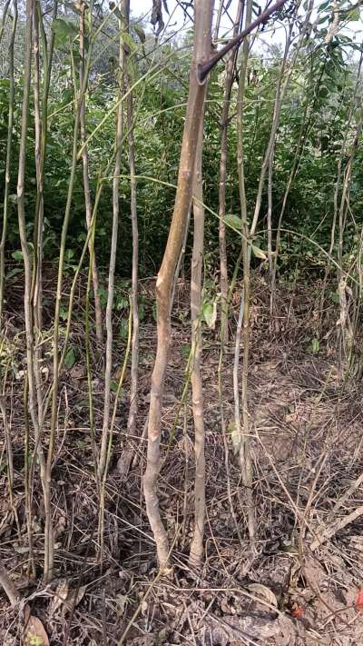 出售臭椿苗，巨峰葡萄苗。药用连翘苗，科研五号优质种苗，2/5年苗，药用连翘树，挂果树，全国包邮到家！财富密码18534302961