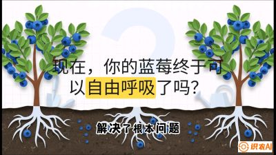 第3节：别把树&ldquo;憋死&rdquo;&mdash;&mdash;正确的定植与换盆手法,   课程：《蓝莓&ldquo;高产&rdquo;实战课：从选苗到丰收的10个关键点》