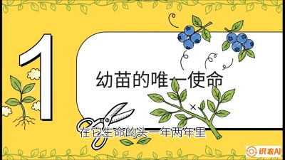 第6节：修剪决定产量（上）&mdash;&mdash;幼苗期与生长期修剪， 课程：《蓝莓&ldquo;高产&rdquo;实战课：从选苗到丰收的10个关键点》