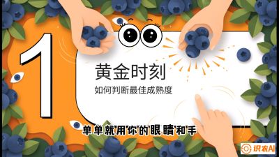 第10节：完美的&ldquo;果粉&rdquo;&mdash;&mdash;采摘时机与保鲜， 课程：《蓝莓&ldquo;高产&rdquo;实战课：从选苗到丰收的10个关键点》