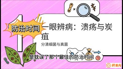 第三节：细菌与真菌&mdash;&mdash;溃疡病与炭疽病，课程：《柑橘十大病虫害：从入门到精通》