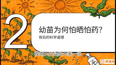 第02节：幼树管理&mdash;&mdash;&ldquo;防晒又防草，树势起得早&rdquo;，课程：《槟榔种植：从不懂到精通的10堂必修课》