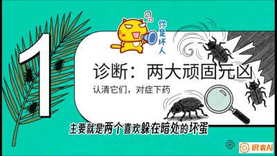 第06节：顽固虫害防治&mdash;&mdash;&ldquo;钻心虫与红蜘蛛，打准时间才服输&rdquo;《槟榔种植：从不懂到精通的10堂必修课》