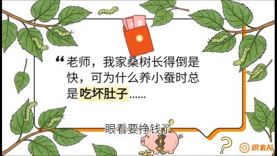 第01节：不仅仅是树&mdash;&mdash;顶级品种选配策略，课程：《桑海淘金：桑树高产与蚕桑安全进阶实战课》