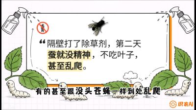 第05节：养蚕人的&ldquo;排雷战&rdquo;&mdash;&mdash;除草剂的生死禁忌，课程：《桑海淘金：桑树高产与蚕桑安全进阶实战课》