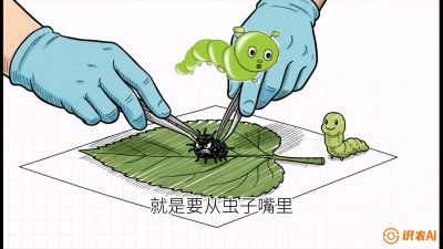 第07节：虫口夺叶（下）&mdash;&mdash;不得不打药时的&ldquo;解毒术&rdquo;，课程：《桑海淘金：桑树高产与蚕桑安全进阶实战课》