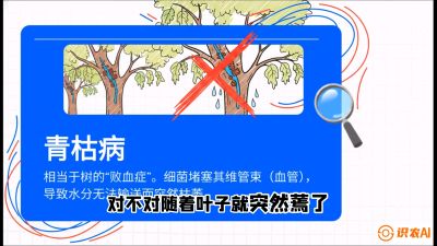 第08节：看不见的杀手&mdash;&mdash;青枯病与萎缩病，课程：《桑海淘金：桑树高产与蚕桑安全进阶实战课》
