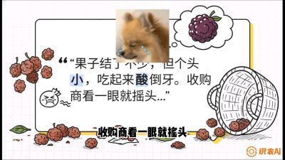 第10节：甜蜜的科学&mdash;&mdash;膨大、增甜与转色，课程：《桑海淘金：桑树高产与蚕桑安全进阶实战课》
