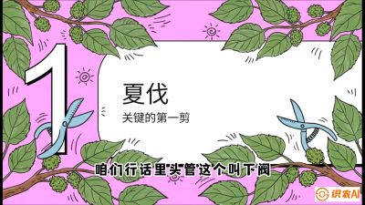 第11节：叶果双收&mdash;&mdash;特殊的夏伐与冬伐，课程：《桑海淘金：桑树高产与蚕桑安全进阶实战课》