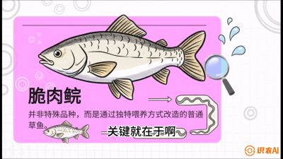 第六节：【老品升级&middot;脆肉鲩】如何让草鱼身价翻倍？，课程：《黄金鳞甲：2025中国淡水鱼高效养殖实战营》