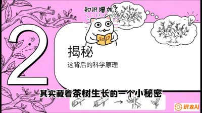第04节（修剪篇）：树势复活术：从&ldquo;越剪越弱&rdquo;到&ldquo;枝繁叶茂&rdquo;的能量管理与夏秋茶逆袭，课程：《茶金时代：从&ldquo;看天吃饭&rdquo;到&ldquo;精准控局&rdquo;的茶叶高产提质实战课》
