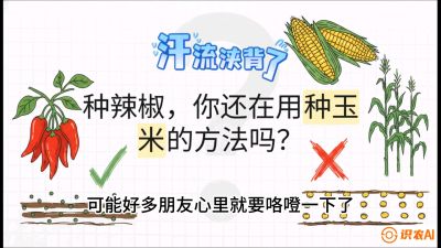 第1节：【品种定江山】工业辣椒vs小米辣：底肥公式与密度陷阱的&ldquo;百万生意经&rdquo;，课程：《辣椒种植实战特训营，从工业辣椒到精品小米辣，教你如何把&ldquo;草&rdquo;种成&ldquo;金&rdquo;》