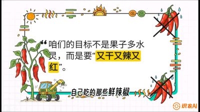 第7节：【工业辣椒专场】追求极致辣度！干物质提升与机械化采收的&ldquo;催红秘籍&rdquo;，课程：《辣椒种植实战特训营，从工业辣椒到精品小米辣，教你如何把&ldquo;草&rdquo;种成&ldquo;金&rdquo;》