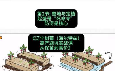 第二节： 整地与定植&mdash;&mdash;起垄是&ldquo;死命令&rdquo;，防涝是核心，课程：《辽宁树莓（海尔特兹）高产避坑实战课：从保苗到高价》