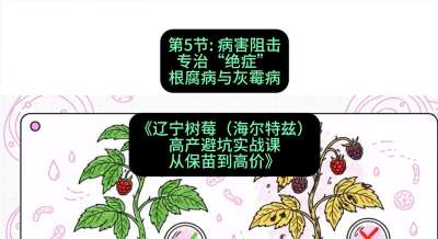 第五节： 病害阻击&mdash;&mdash;专治&ldquo;绝症&rdquo;根腐病与灰霉病，课程：《辽宁树莓（海尔特兹）高产避坑实战课：从保苗到高价》