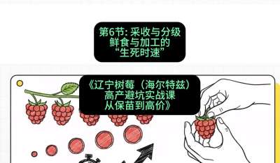 第六节： 采收与分级&mdash;&mdash;鲜食与加工的&ldquo;生死时速&rdquo;，课程：《辽宁树莓（海尔特兹）高产避坑实战课：从保苗到高价》