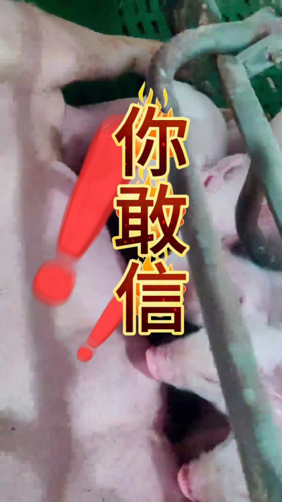 小猪抢不到奶，干瘦不长肉？成活率总上不去？😭
自从用上南商农科这款仔猪补奶机，再也没这烦恼！
✅ 一键设置下料参数，新手也能上手
✅ 恒温补奶，小猪抢着喝，长势超均匀
从车间精工组装到猪场落地使用，每