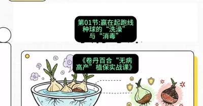 第01节：赢在起跑线&mdash;&mdash;种球的&ldquo;洗澡&rdquo;与&ldquo;消毒&rdquo;，课程：《卷丹百合&ldquo;无病高产&rdquo;植保实战课》#识农AI