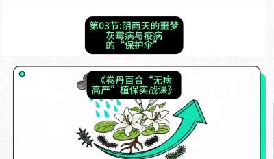 第03节：阴雨天的噩梦&mdash;&mdash;灰霉病与疫病的&ldquo;保护伞&rdquo;，课程：《卷丹百合&ldquo;无病高产&rdquo;植保实战课》#识农AI