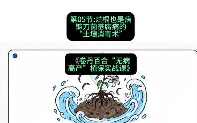 第05节：烂根也是病&mdash;&mdash;镰刀菌基腐病的&ldquo;土壤消毒术&rdquo; ，课程：《卷丹百合&ldquo;无病高产&rdquo;植保实战课》#识农AI