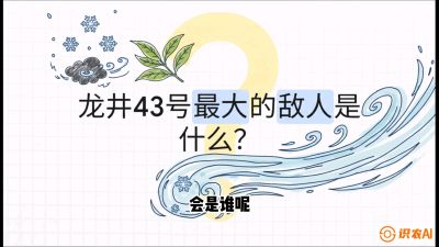 第04节：龙井双璧&mdash;&mdash;龙井43与群体种的差异化护养（重点），课程：《茗茶卫士&mdash;&mdash;茶叶病虫害绿色防控实战课》#识农AI