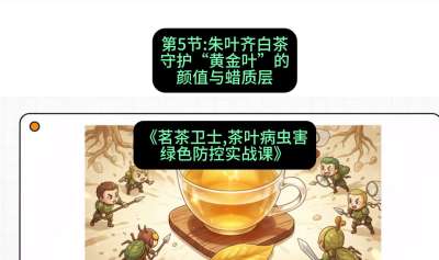 第05节：朱叶齐白茶&mdash;&mdash;守护&ldquo;黄金叶&rdquo;的颜值与蜡质层（重点），课程：《茗茶卫士&mdash;&mdash;茶叶病虫害绿色防控实战课》#识农AI