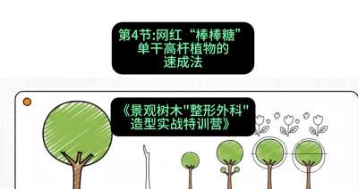 第04节：网红&ldquo;棒棒糖&rdquo;&mdash;&mdash;单干高杆植物的速成法，课程：《景观树木&ldquo;整形外科&rdquo;造型实战特训营》#识农AI