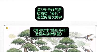 第05节：贵族气质&mdash;&mdash;松柏类&ldquo;云片&rdquo;造型的层次美学，课程：《景观树木&ldquo;整形外科&rdquo;造型实战特训营》#识农AI