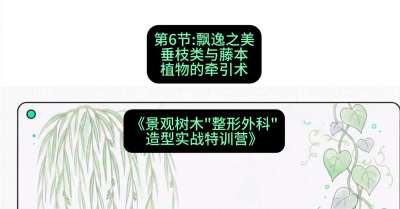 第06节：飘逸之美&mdash;&mdash;垂枝类与藤本植物的牵引术，课程：《景观树木&ldquo;整形外科&rdquo;造型实战特训营》#识农AI