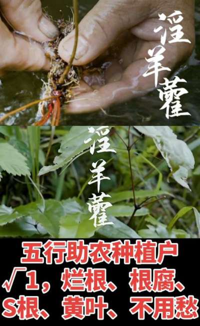 177，1907，0725，V 同号
1  老乡们！种淫羊藿不用乱买肥，咱这款专用肥，针对淫羊藿习性配的，壮苗防烂根，采收多卖钱，用过都回头！
2  咱种淫羊藿图的就是省心高产！专用肥薄肥勤施，苗不烧