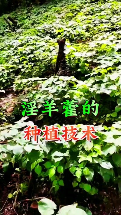 揭秘&ldquo;仙草&rdquo;淫羊藿的种植密码！耐严寒耐贫瘠，林下套种不占耕地，管理简单还能套种其他作物，一亩地的投入两亩地的收益～ 想返乡创业的赶紧码住！ #淫羊藿种植技术 #返乡创业项目 #药材种植指南 #农业新风