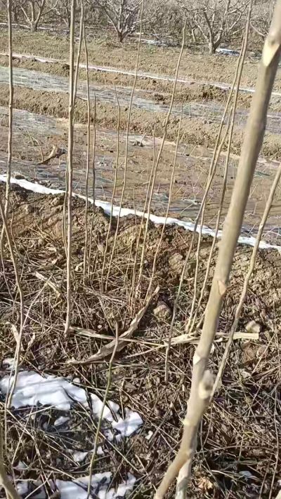 臭椿苗，一年苗，需要联系我，全国包邮到家。18534302961