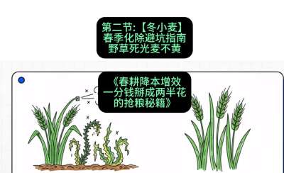 第二节：【冬小麦】春季化除避坑指南，野草死光麦不黄