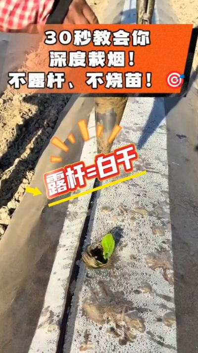 这个栽法太关键了！深栽是烤烟成活的根本，亲测有效！