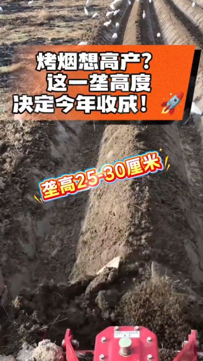 想让烤烟高产，就得从细节抓起。分享一点实打实的干货，只为帮大家少走弯路，种出好烟叶！🌱👍