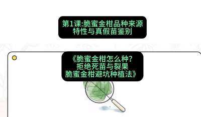 第1节：脆蜜金柑品种来源、特性与真假苗鉴别，课程：《脆蜜金柑怎么种？拒绝死苗与裂果，脆蜜金柑8步避坑种植法》#识农AI
