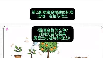第2节：脆蜜金柑建园标准：选地、定植与改土，课程：《脆蜜金柑怎么种？拒绝死苗与裂果，脆蜜金柑8步避坑种植法》#识农AI
