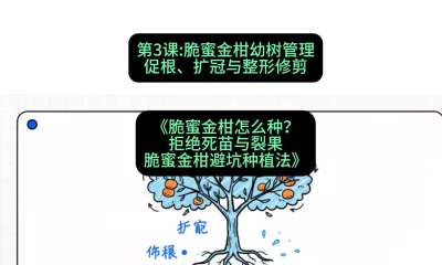 第3节：脆蜜金柑幼树管理：促根、扩冠与整形修剪，课程：《脆蜜金柑怎么种？拒绝死苗与裂果，脆蜜金柑8步避坑种植法》#识农AI