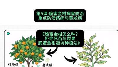 第5节：脆蜜金柑病害防治：重点防溃疡病与黄龙病，课程：《脆蜜金柑怎么种？拒绝死苗与裂果，脆蜜金柑8步避坑种植法》#识农AI