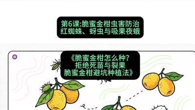 第6节：脆蜜金柑虫害防治：红蜘蛛、蚜虫与吸果夜蛾，课程：《脆蜜金柑怎么种？拒绝死苗与裂果，脆蜜金柑8步避坑种植法》#识农AI