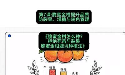 第7节：脆蜜金柑提升品质：防裂果、增糖与转色管理，课程：《脆蜜金柑怎么种？拒绝死苗与裂果，脆蜜金柑8步避坑种植法》#识农AI