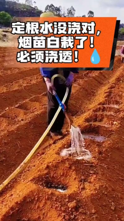 烤烟移栽定根水这么浇，烟苗稳活不僵苗！水里加点它，缓苗快、长势壮，种烟新手必看！
