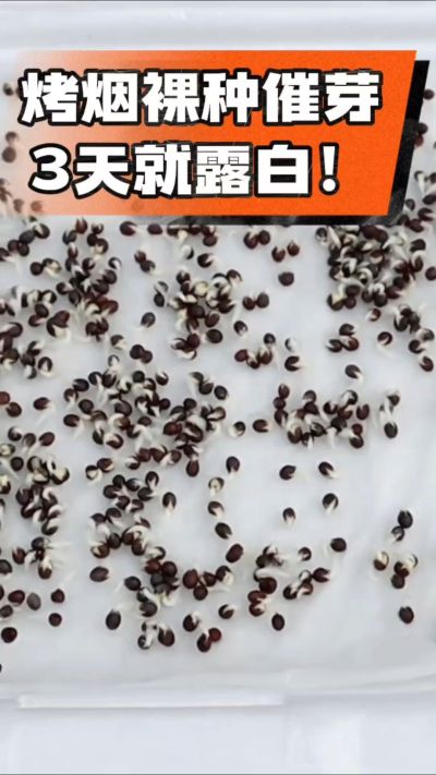烤烟裸种催芽小技巧，清水浸泡、保温保湿，3天就能露白，出苗快又齐！烟农朋友收藏备用～