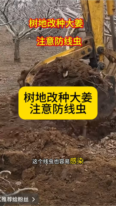 树地改种大姜，注意防线虫！