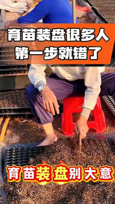 烤烟育苗基质装盘，一步做对，出苗整齐又壮苗！装盘技巧记牢，少走弯路，育苗更省心