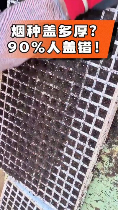 烟种盖多厚？90%烟农都盖错！薄盖才出苗齐、不闷种，烤烟育苗关键一步，照着做就对了