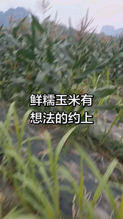 农户种植的白糯玉米大量上市，助农帮农在行动